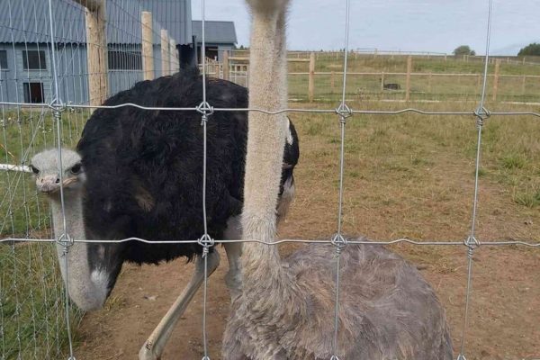 galerija_2022_sigulda4_14