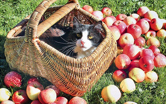 Grozs, kurā guļ kaķis, apkārt zālītē izbērti āboli.