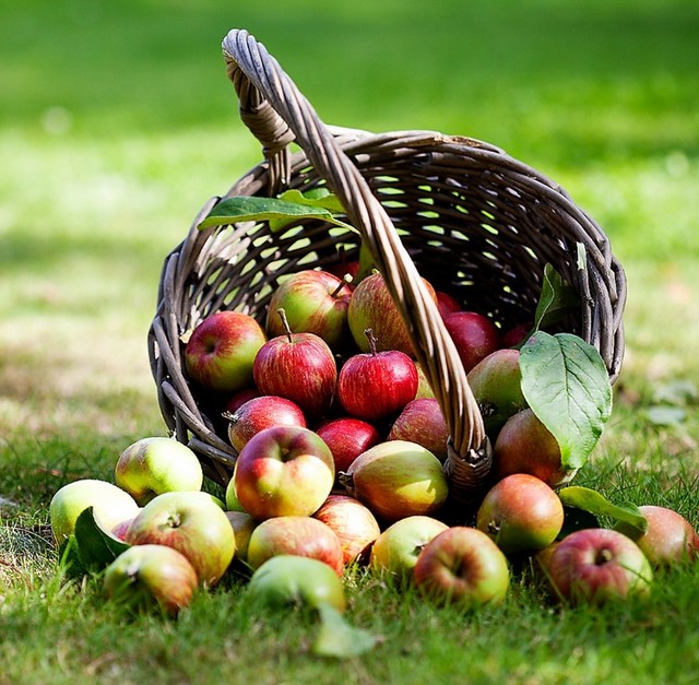 Apgāzies grozs, no kura izbiruši āboli