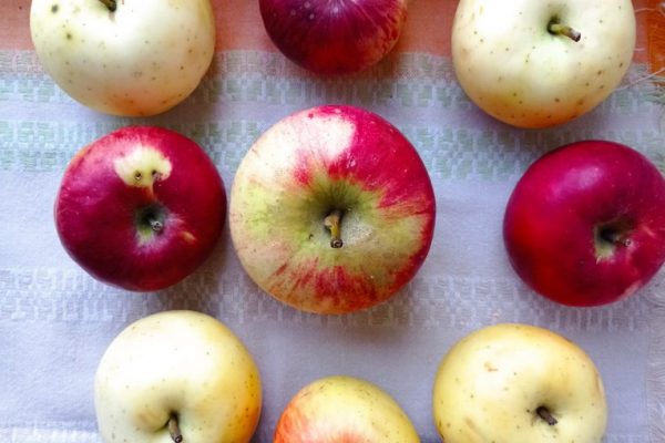 galerija_2024_darzenuizstade_02