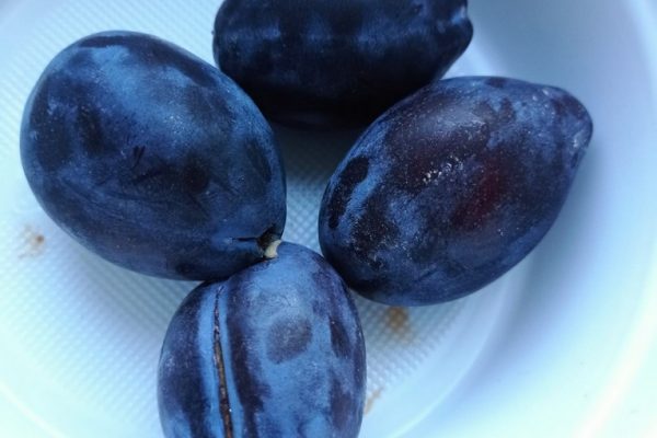 galerija_2024_darzenuizstade_03