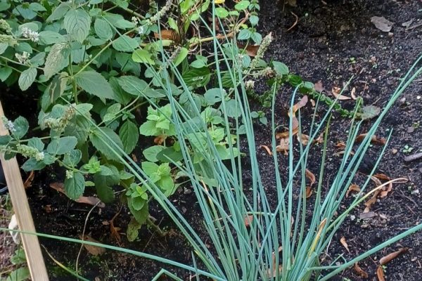 galerija_2024_projektsdarzs_5