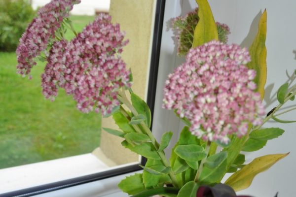 galerija_2024_rudensziedi_04