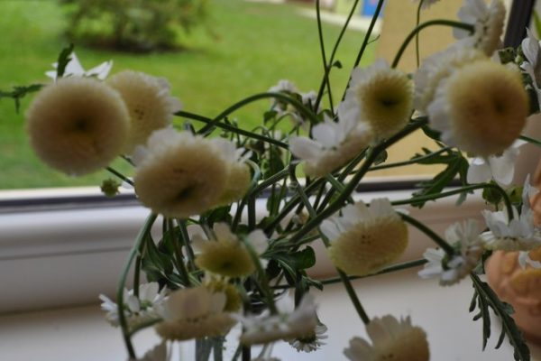 galerija_2024_rudensziedi_05