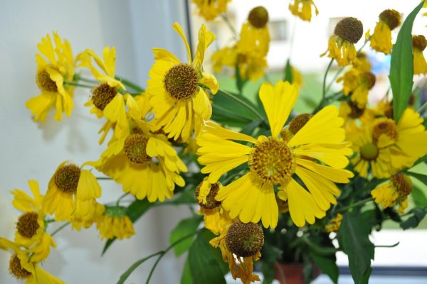 galerija_2024_rudensziedi_09