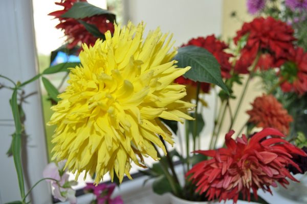 galerija_2024_rudensziedi_10