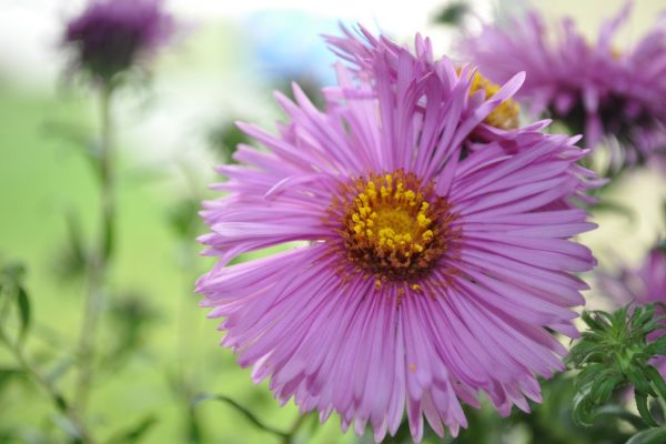 galerija_2024_rudensziedi_11