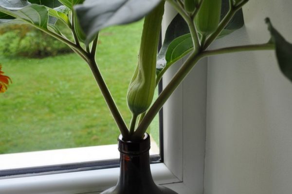 galerija_2024_rudensziedi_14