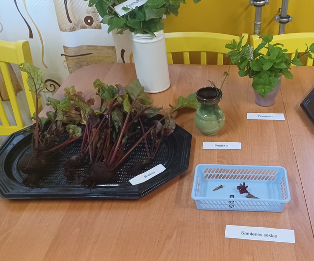 Uz galda divi trauciņi ar bietēm un Samtenes sēklām.