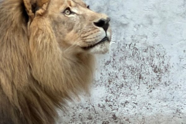 galerija_2026_zoo_07